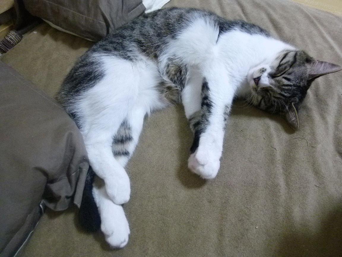 教科书不只一页，蒂亚戈在欧冠半决赛之夜的四个维度