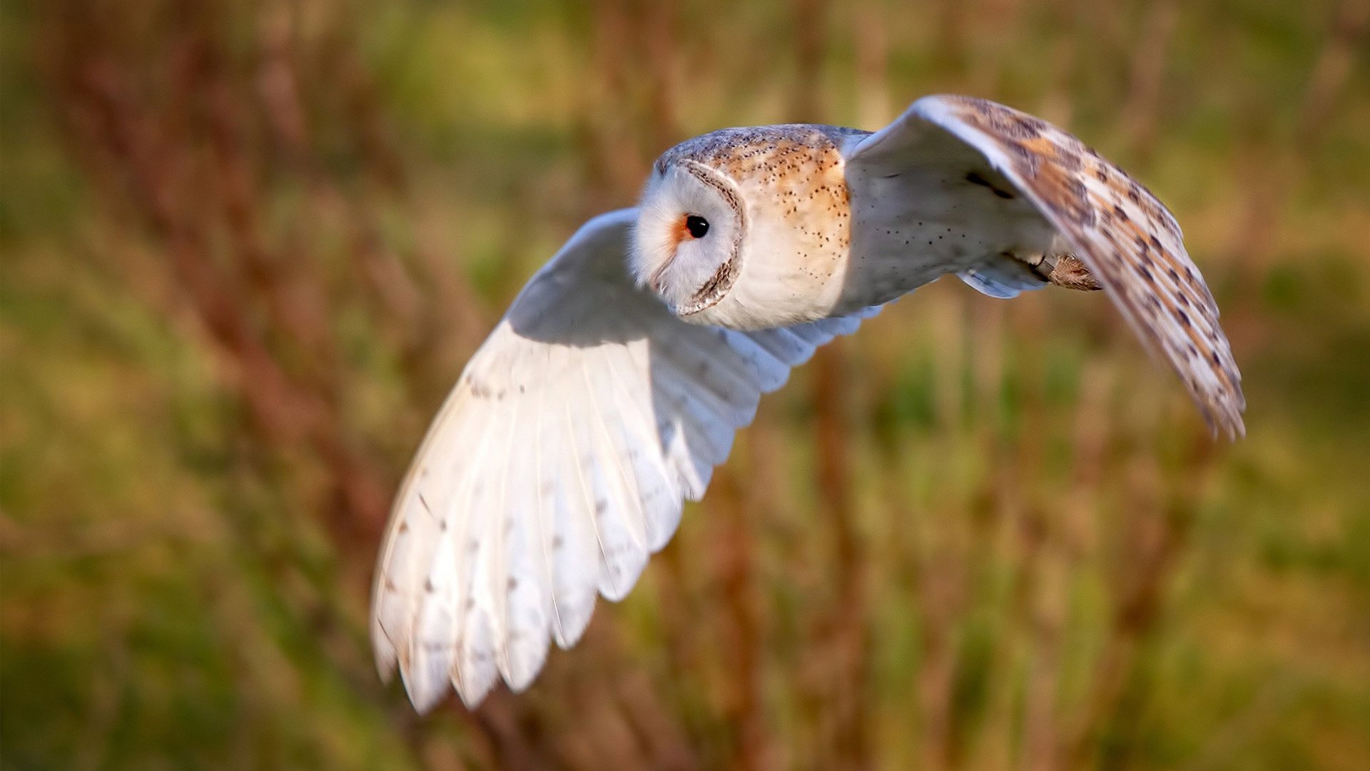 当欧冠遇上篮球圣殿，奇才用巫师智慧压制凯尔特人神话