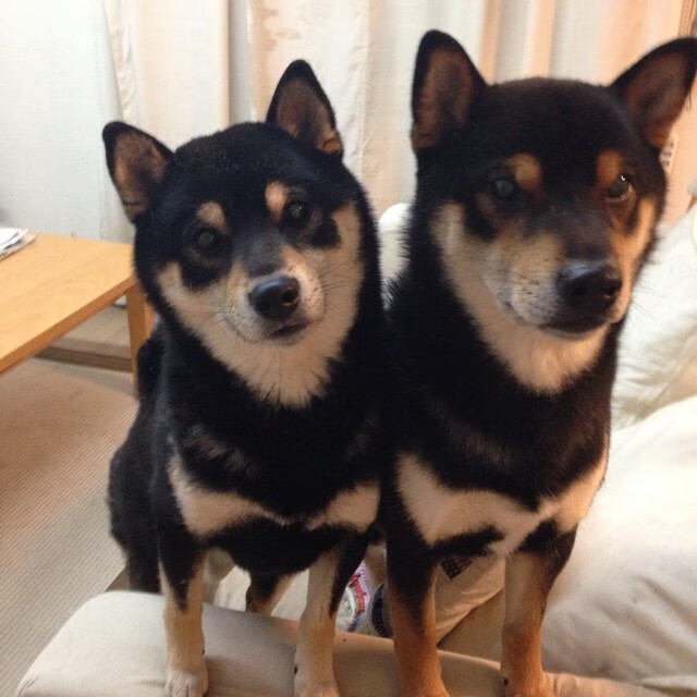 跨界奇迹，新疆队单节狂胜黄蜂，库里梦幻降临西甲国家德比