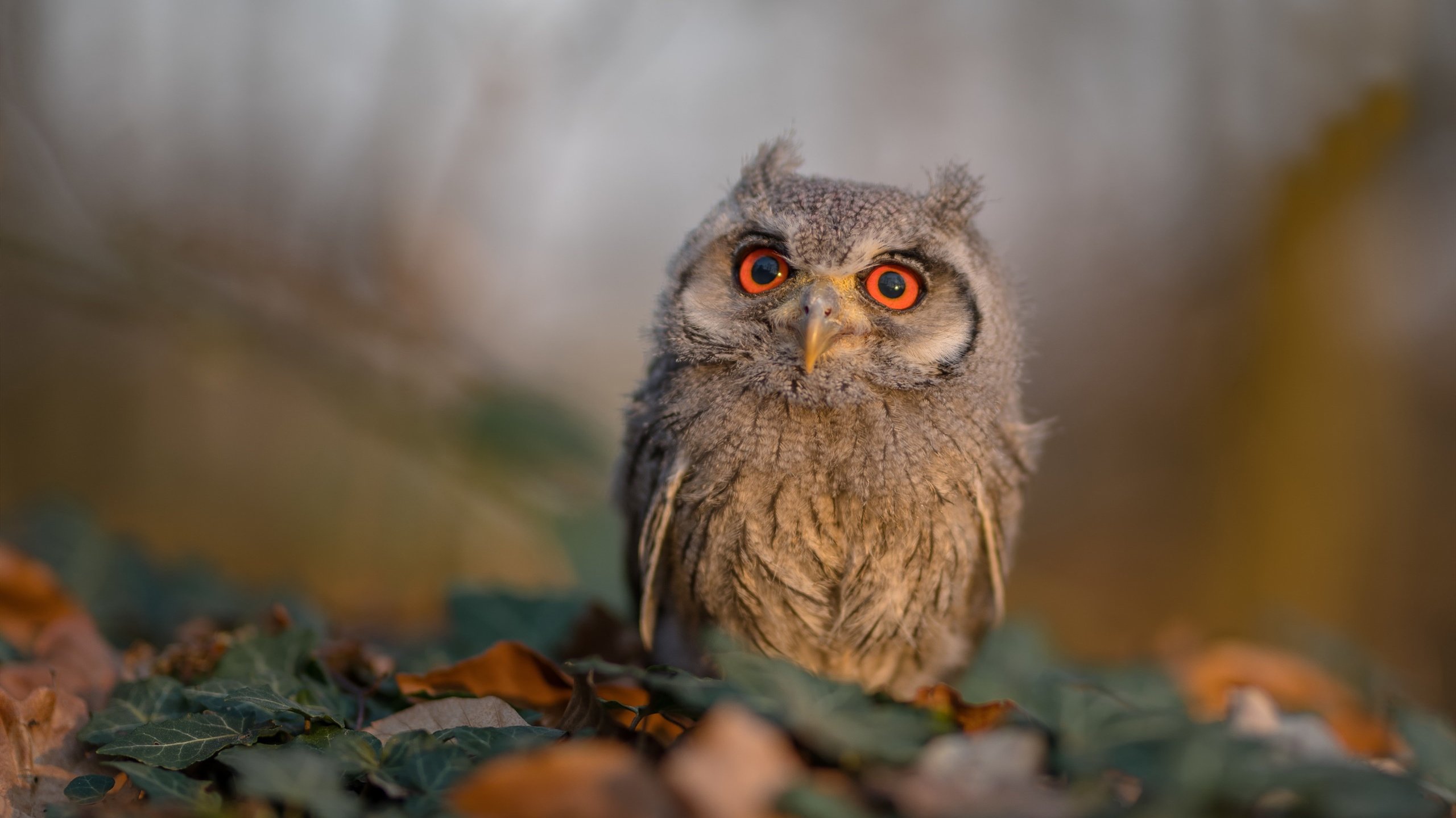 当冰川撞见雨林，莫德里奇在冰岛与尼日利亚的夹缝中奏响足球的绝对音准