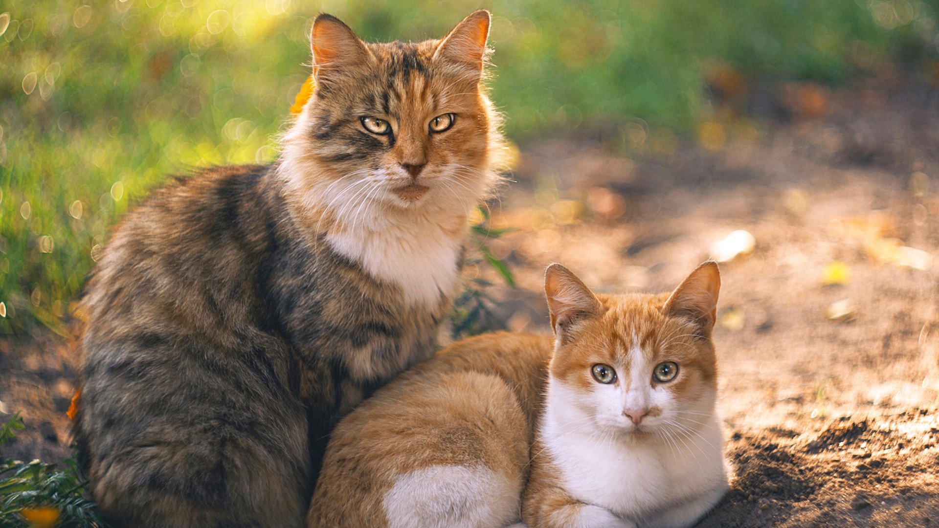 绿茵交响诗，迪巴拉的节奏魔杖，如何让乌克兰与爱尔兰的对决成为个人指挥秀