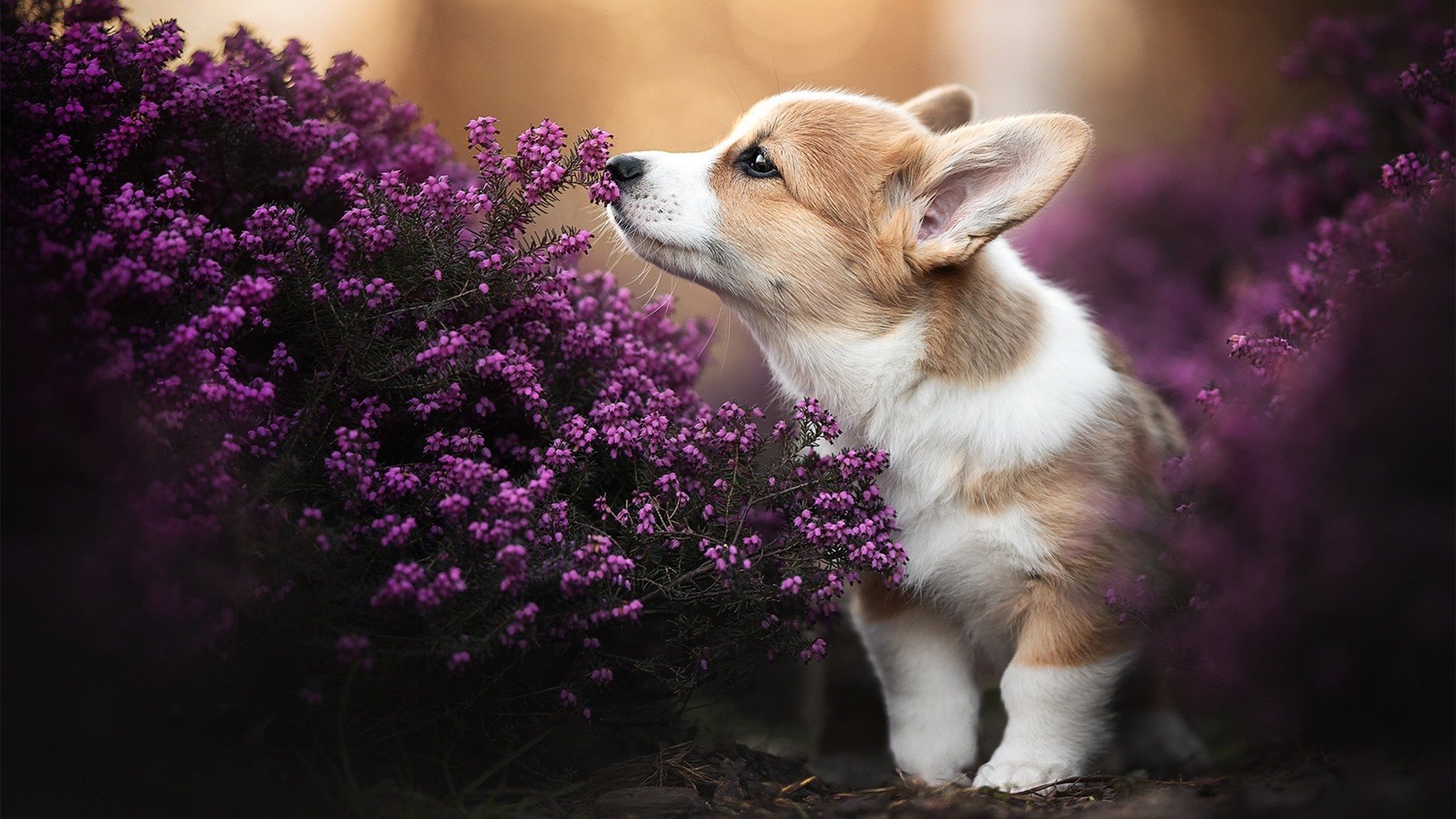 双城记，吉林队绝杀独行侠之夜，布伦森在意甲赛场投下幽灵三分