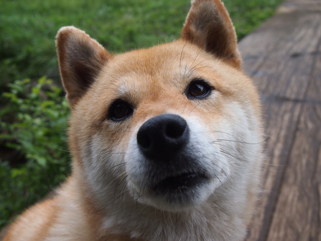 奥运资格生死战！37岁老兵绝杀怒吼 黄蜂最后时刻窒息攻防打懵森林狼