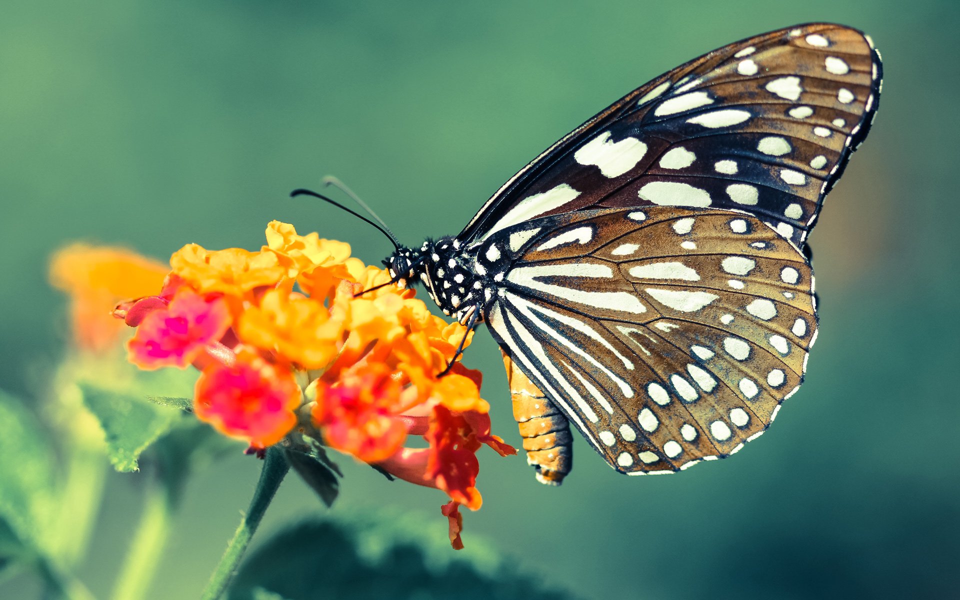 当体系之墙遇见控场之神,热火战术压制鹈鹕,哈利伯顿主宰比赛走向的现代篮球启示
