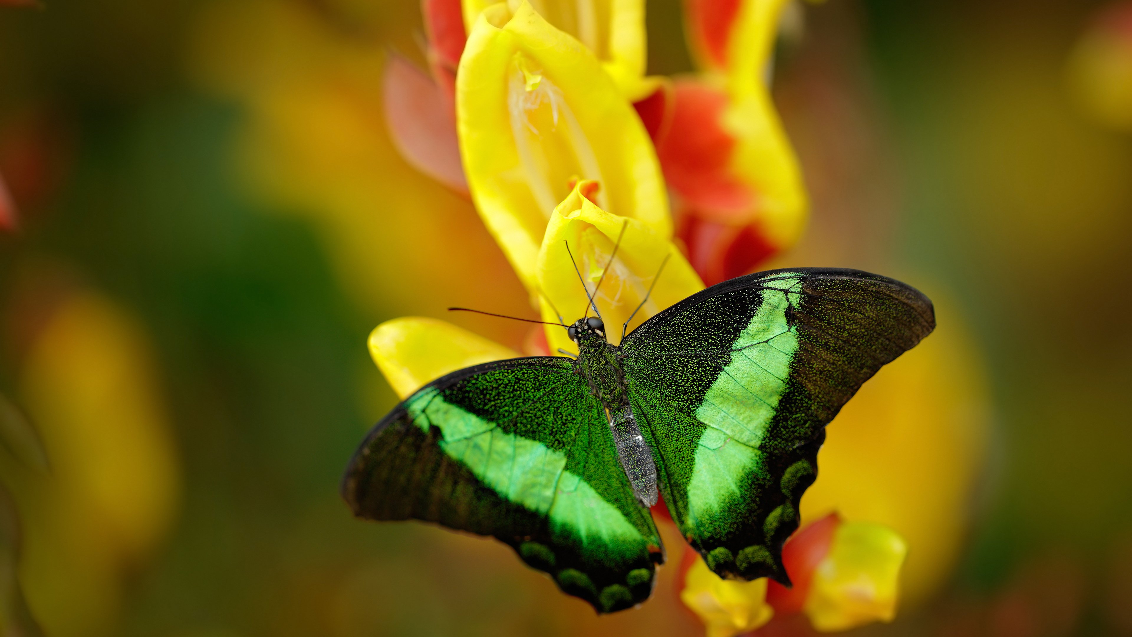 萨卡闪耀时刻,加纳逆境突围秘鲁,锁定晋级希望