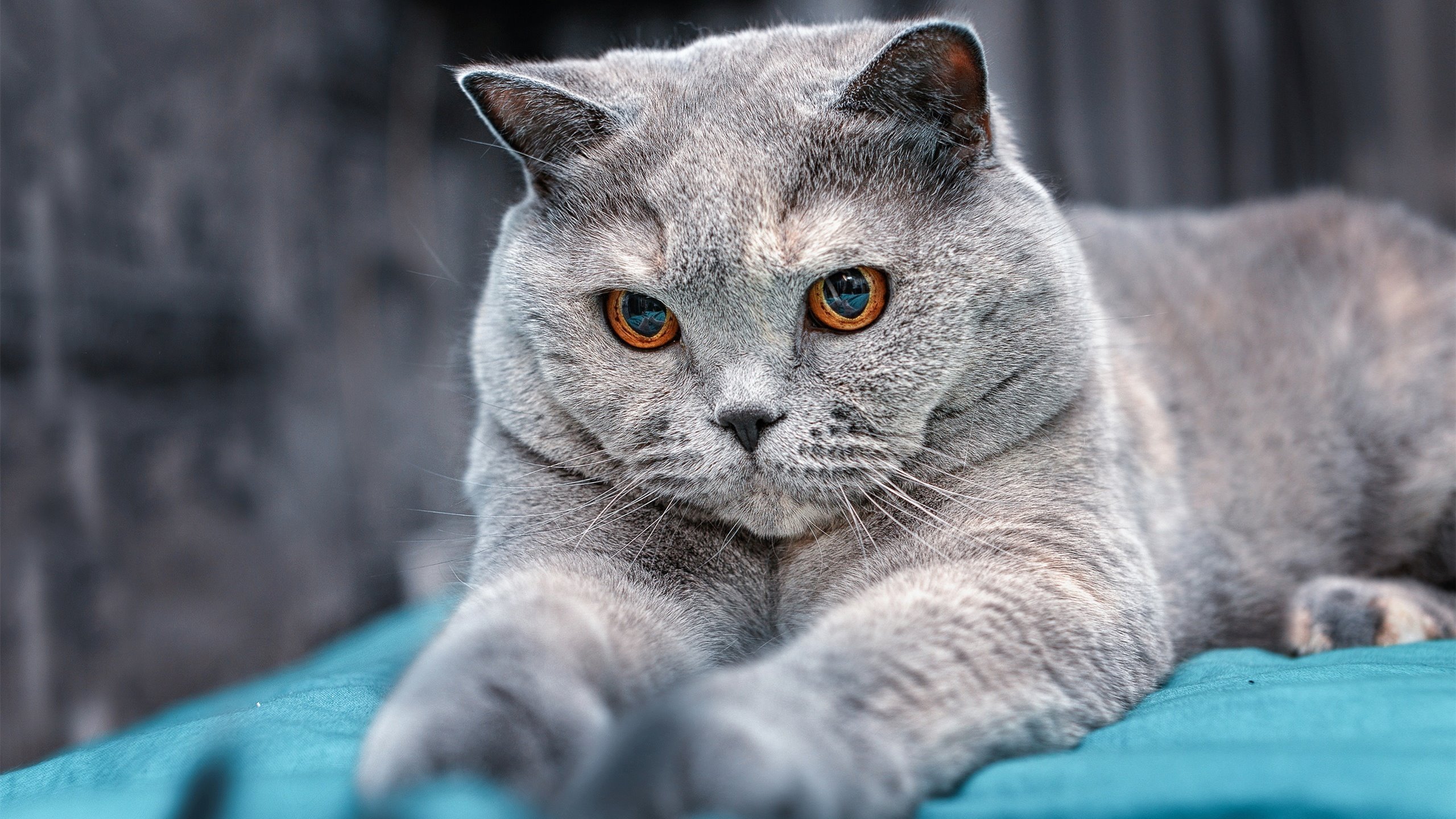 F1年度争冠焦点战,拉齐奥球迷狂欢掀翻赛场,委内瑞拉车手冠军梦碎