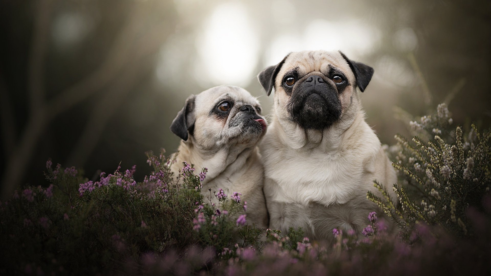 逆流成河,爵士翻盘勇士背后的勇气与智慧