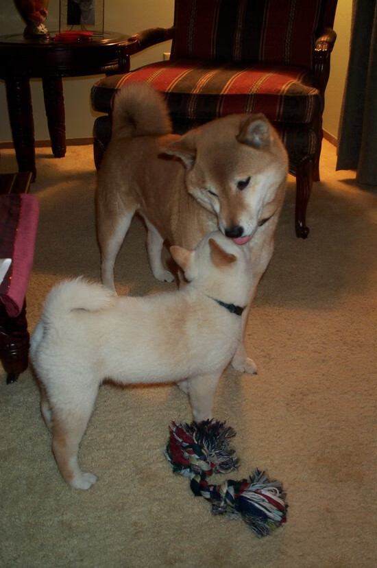 御林军锁死蜂群，武切维奇致命一击背后的冰冷战术