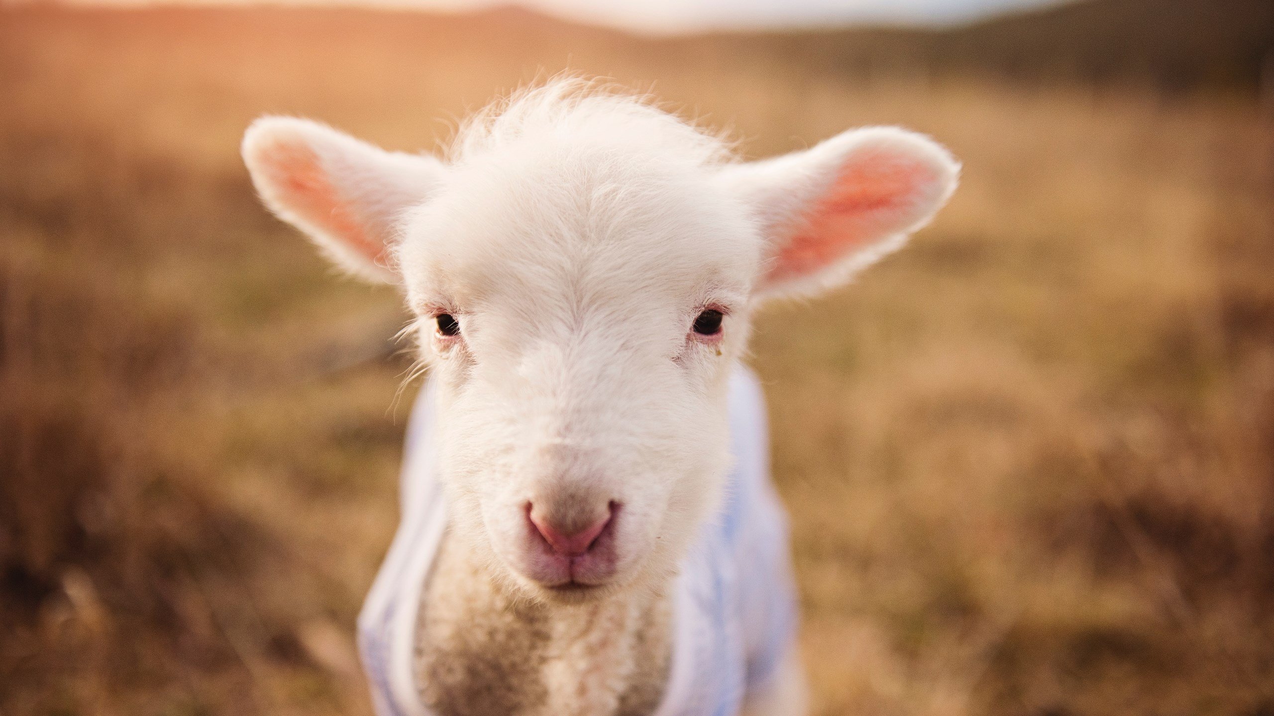 隐形引擎，解码迪亚斯如何主导巴萨的威尔士闪电战