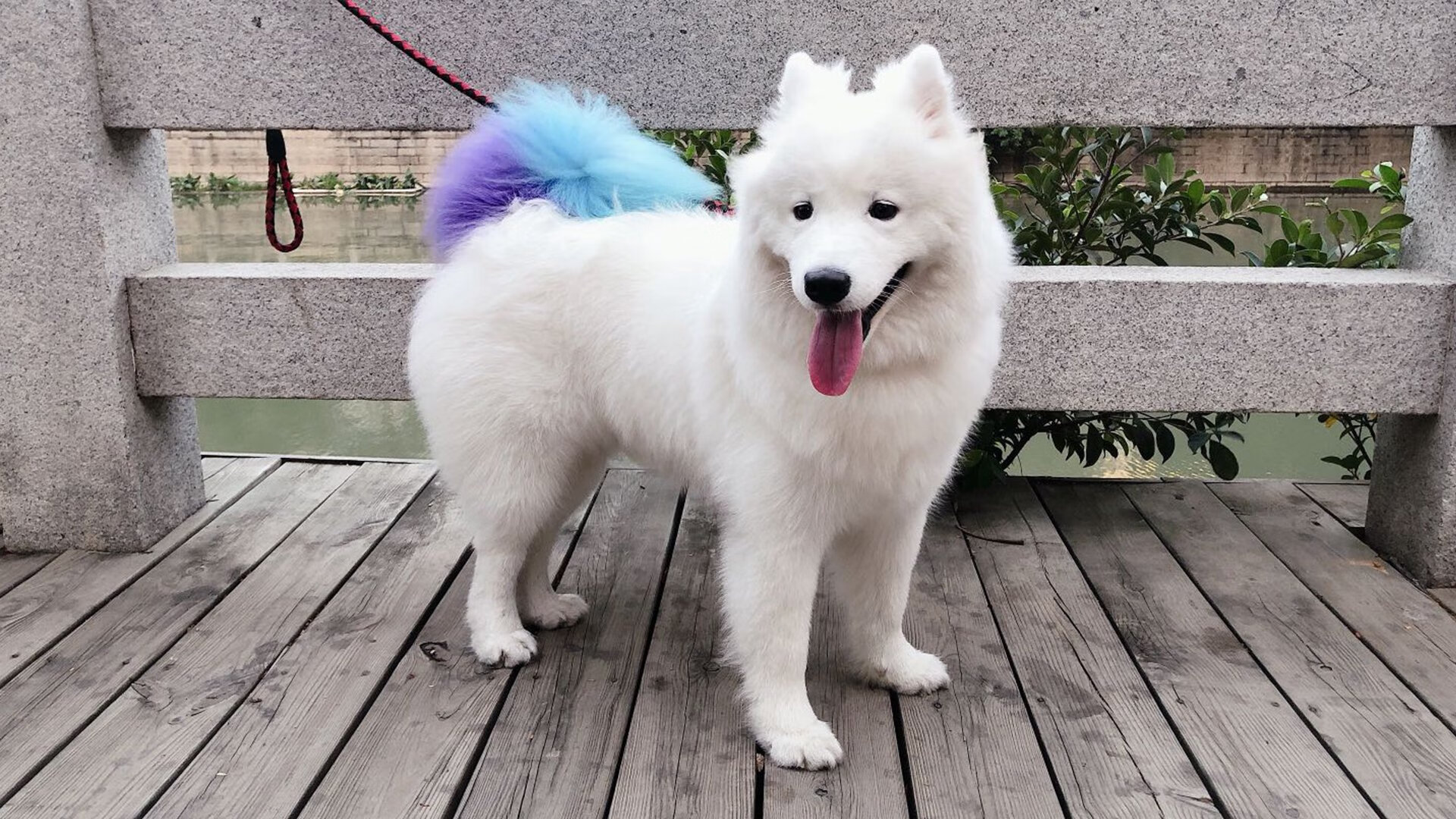 防守的唯一性，深圳队锁死开拓者与莫兰特的防守升华