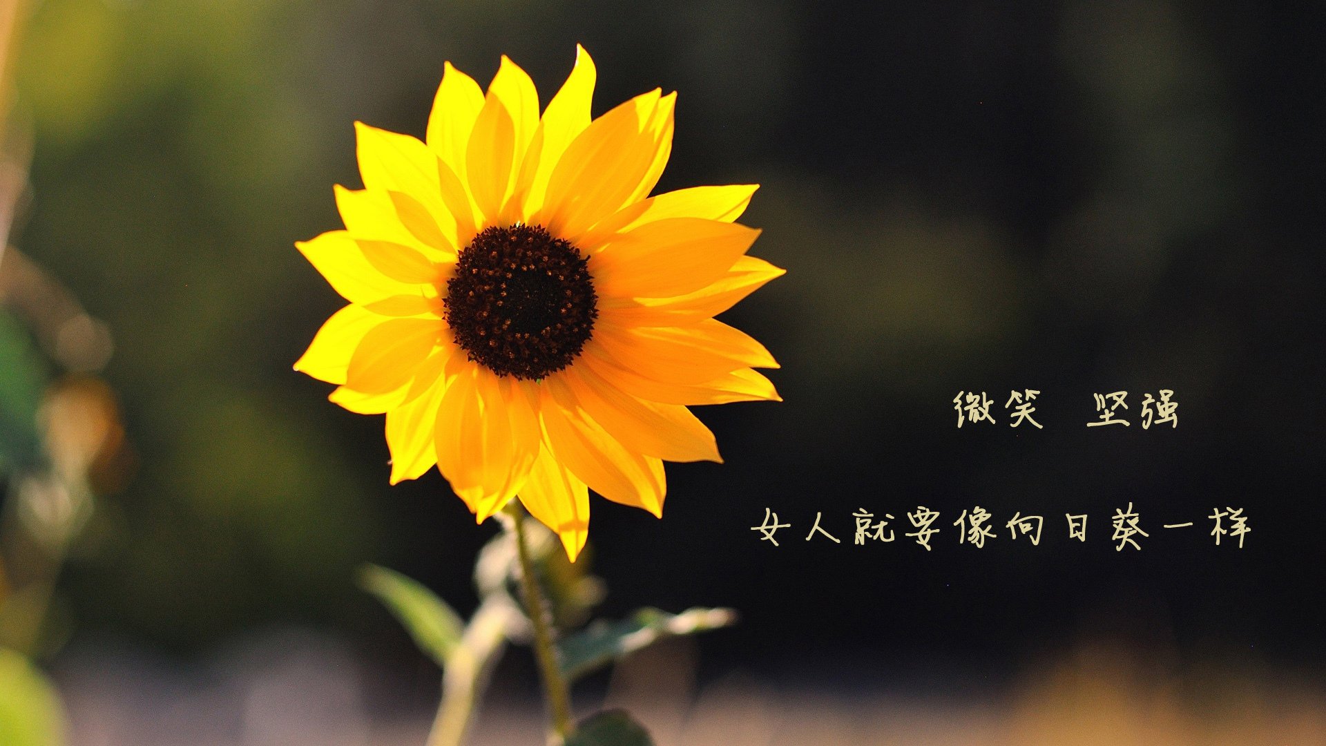 生死时速，当太极虎遭遇奥斯梅恩的獠牙—2026世界杯D组日韩决战的唯一剧本