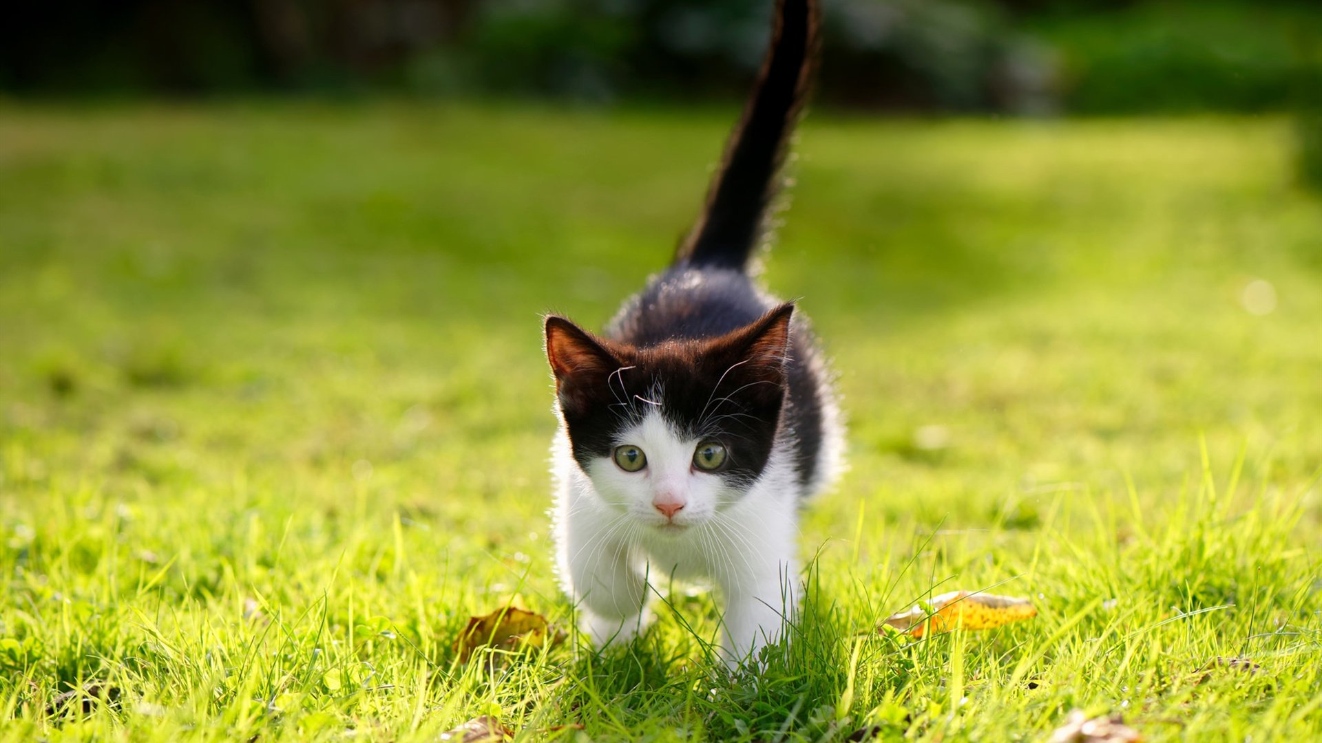 铁幕下的独舞，当墨西哥的荆棘丛林困住斗牛士，费利克斯于无声处炸响惊雷