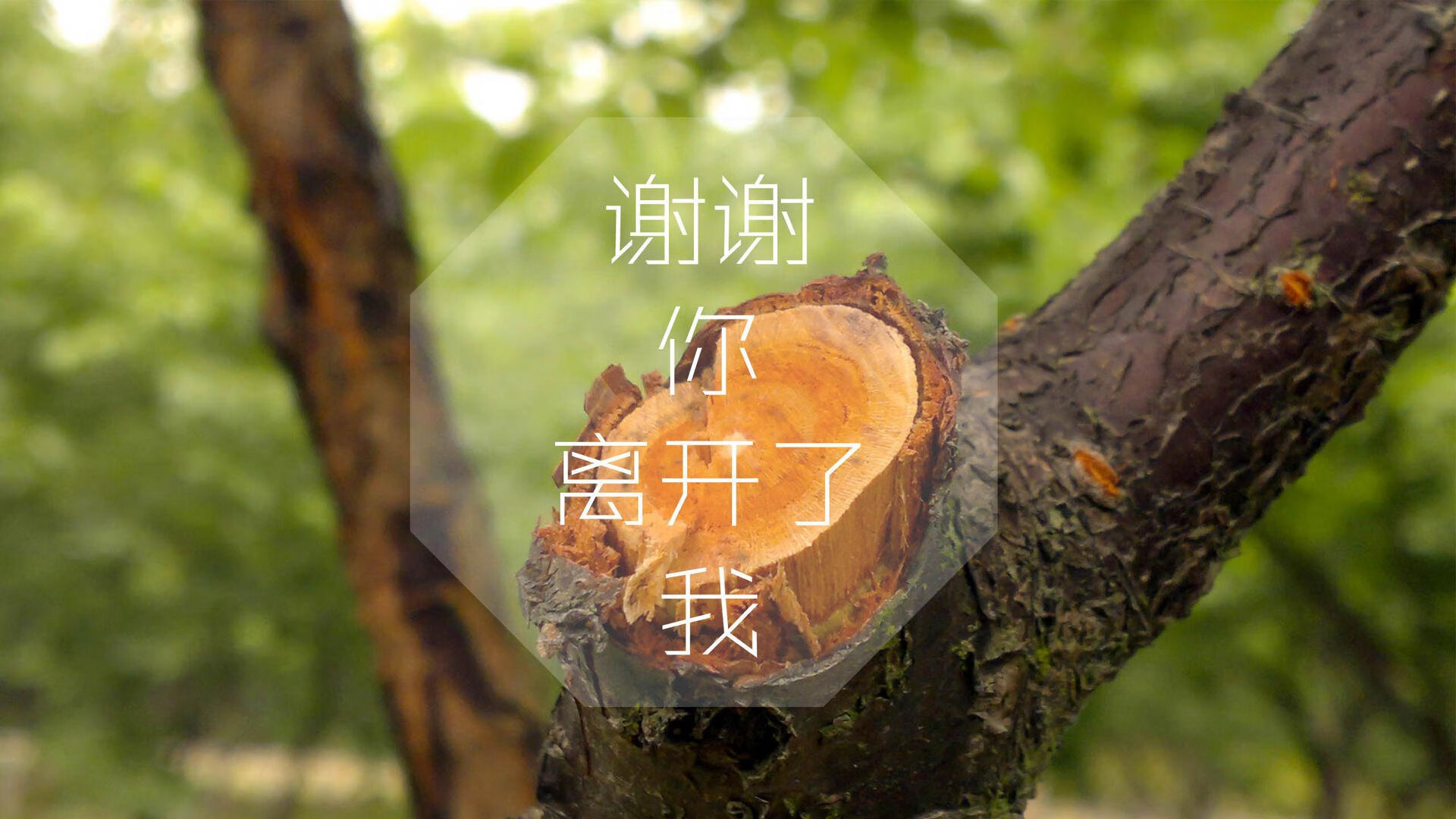一个人的世界杯，2026生死战，阿方索·戴维斯与那支被逆转的韩国队